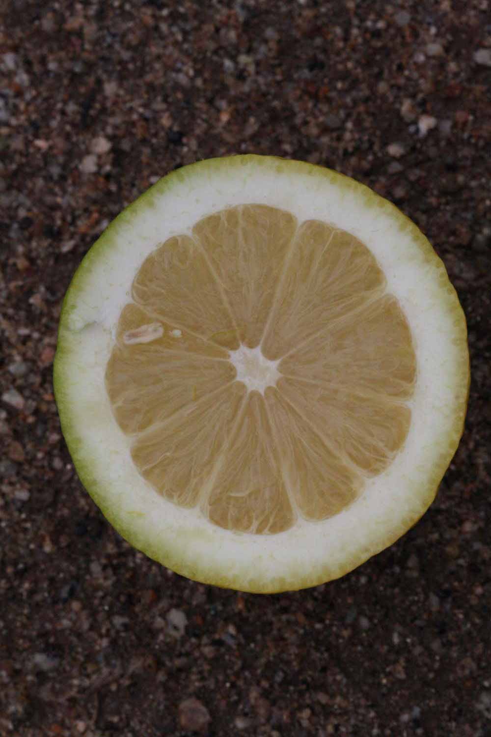              Fruit cross-section (Riverside, CA)       